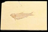 Detailed, Knightia Fossil Fish - Wyoming #78316-1